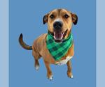 Small #1 Mastiff Mix