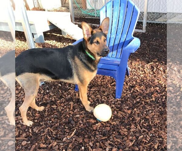 Medium Photo #4 German Shepherd Dog-Unknown Mix Puppy For Sale in Sequim, WA, USA