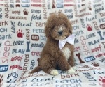 Small #1 Poodle (Miniature)