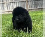 Small #7 Newfoundland