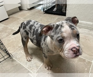 American Bully Puppy for sale in ALTAMONTE SPRINGS, FL, USA