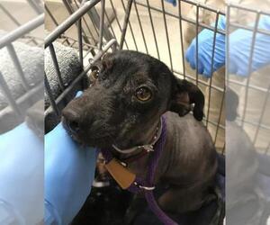 Chihuahua-Unknown Mix Dogs for adoption in Conroe, TX, USA