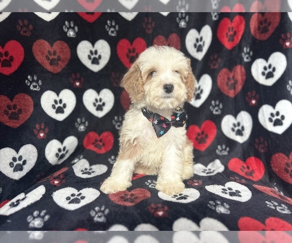 Medium Photo #3 Cockapoo Puppy For Sale in LAKELAND, FL, USA