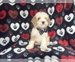 Small #2 Cockapoo