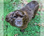 Small #11 Cocker Spaniel
