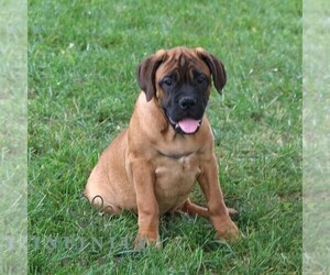 Bullmastiff Puppy for sale in NEW HOLLAND, PA, USA