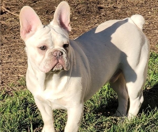 Medium Photo #3 French Bulldog Puppy For Sale in SPRINGFIELD, OR, USA
