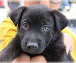 Small #1 Mutt