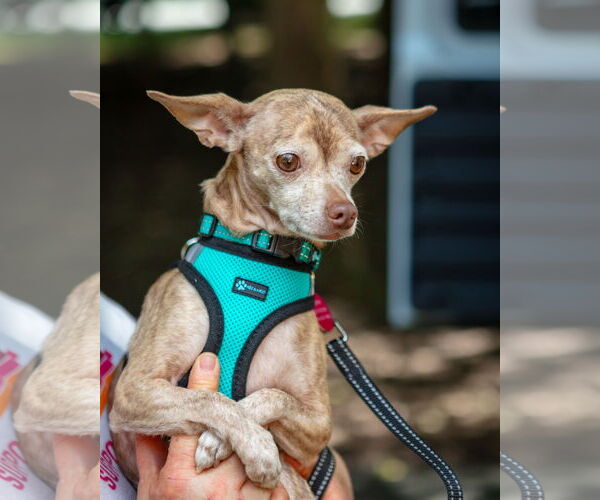 Medium Photo #5 Chihuahua Puppy For Sale in Arlington, VA, USA