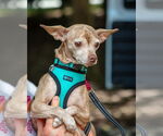 Small #4 Chihuahua
