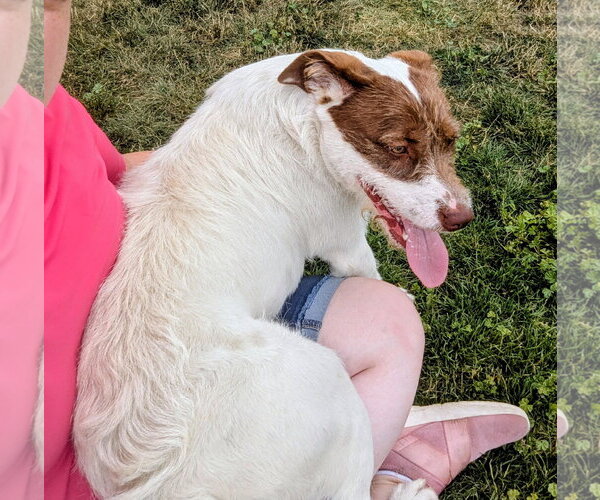Medium Photo #3 Mutt Puppy For Sale in Emmett, ID, USA