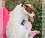 Small #2 Mutt