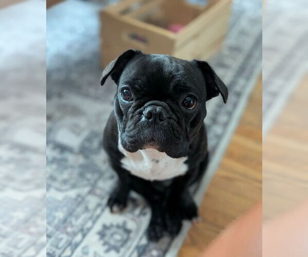 Medium Photo #4 Frenchie Pug Puppy For Sale in Brights Grove, Ontario, Canada