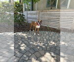 Small Boxer