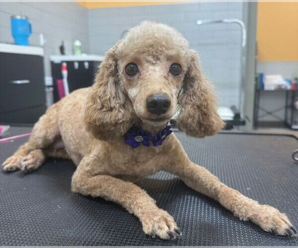 Medium Photo #1 Poodle (Miniature) Puppy For Sale in St. Louis Park, MN, USA