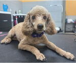Small Poodle (Miniature)