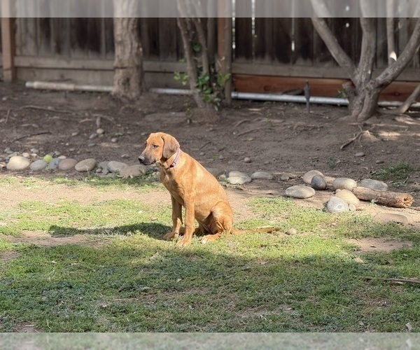 Medium Photo #8 Labrador Retriever-Rhodesian Ridgeback Mix Puppy For Sale in FRESNO, CA, USA