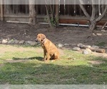 Small #7 Labrador Retriever-Rhodesian Ridgeback Mix