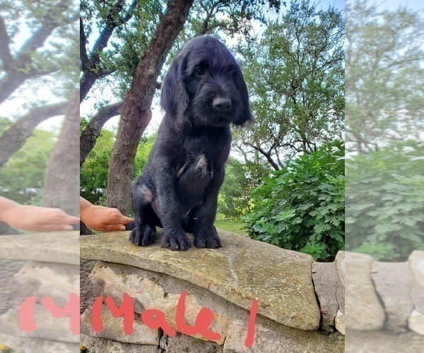 Medium Photo #14 Poodle (Standard)-Wirehaired Pointing Griffon Mix Puppy For Sale in CANYON LAKE, TX, USA