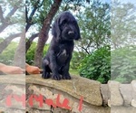 Small Photo #14 Poodle (Standard)-Wirehaired Pointing Griffon Mix Puppy For Sale in CANYON LAKE, TX, USA