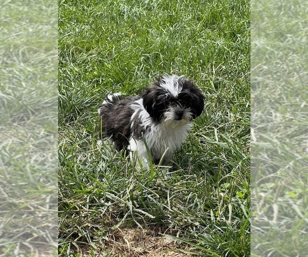 Medium Photo #3 Zuchon Puppy For Sale in BEECH GROVE, IN, USA