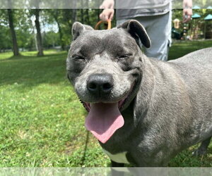 Staffordshire Bull Terrier-Unknown Mix Dogs for adoption in Bolivar, MO, USA