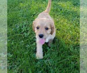 Cavapoo Puppy for sale in ORRVILLE, OH, USA