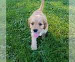 Small Photo #1 Cavapoo Puppy For Sale in ORRVILLE, OH, USA
