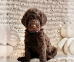 Small #2 Labradoodle mix (+ Poodle Standard)