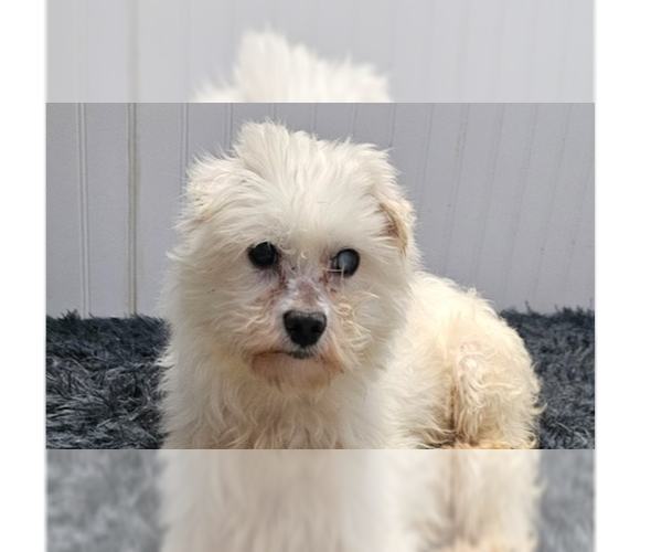 Medium Photo #2 Maltese Puppy For Sale in Studio City, CA, USA