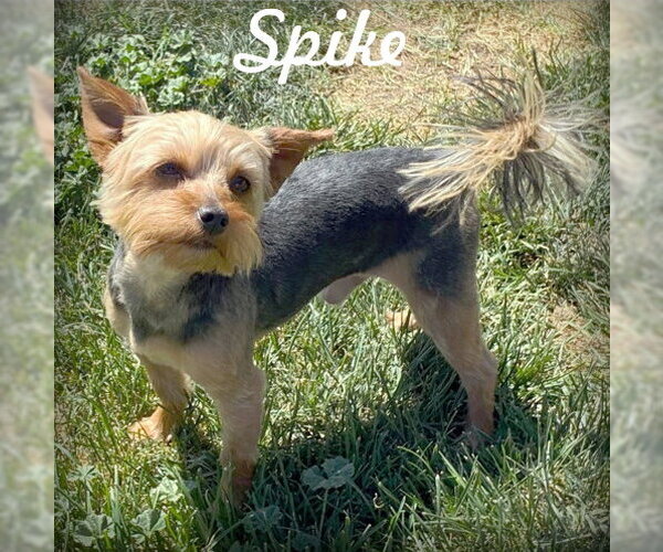 Medium Photo #1 Mutt Puppy For Sale in Chino Hills, CA, USA