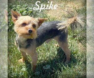 Mutt Dogs for adoption in Chino Hills, CA, USA