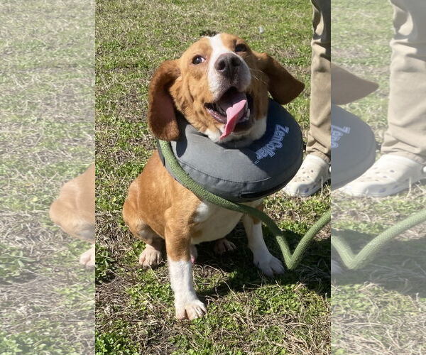 Medium Photo #2 Beagle Puppy For Sale in Virginia Beach, VA, USA