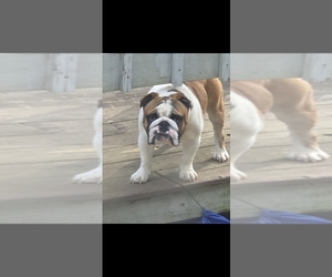 English Bulldog Puppy for sale in DOUGLASVILLE, GA, USA