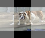 Bubba - Male English Bulldog Puppy for Sale - Small photo