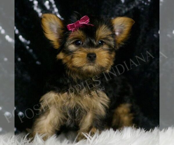 Medium Photo #2 Yorkshire Terrier Puppy For Sale in WARSAW, IN, USA