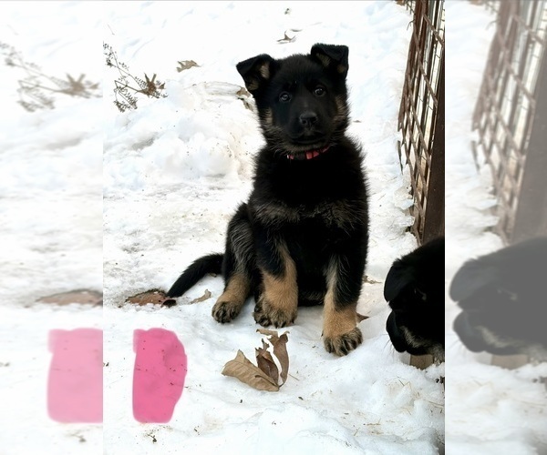 Medium Photo #10 German Shepherd Dog Puppy For Sale in BEARDSTOWN, IL, USA