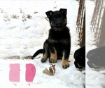 Small #9 German Shepherd Dog