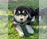 Small Photo #19 German Shepherd Dog-Siberian Husky Mix Puppy For Sale in JURUPA VALLEY, CA, USA