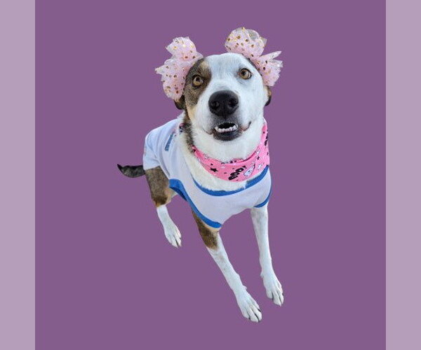 Medium Photo #1 Border Collie Puppy For Sale in Bakersfield, CA, USA