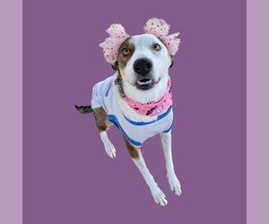 Border Collie Dogs for adoption in Bakersfield, CA, USA