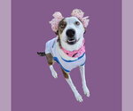 LILLY - Female Border Collie Dog for Adoption - Small photo