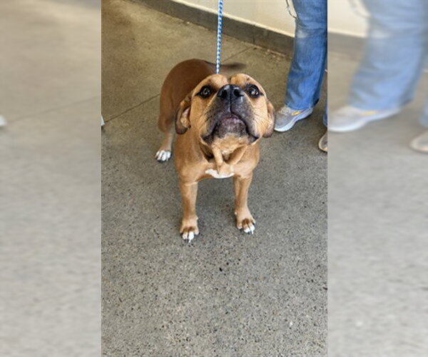 Medium Photo #1 Mutt Puppy For Sale in Jackson, CA, USA