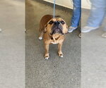 DOUBLE - Female Mutt Dog for Adoption - Small photo