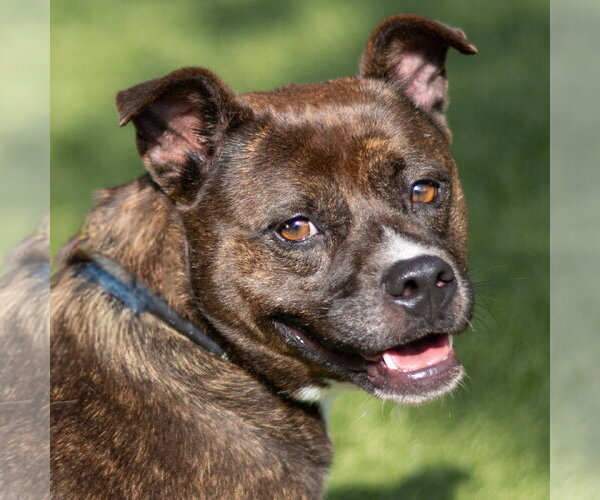 Medium Photo #1 Mutt Puppy For Sale in Hilton Head, SC, USA
