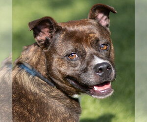 Mutt Dogs for adoption in Hilton Head, SC, USA