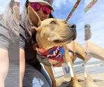 Small #13 American Pit Bull Terrier Mix