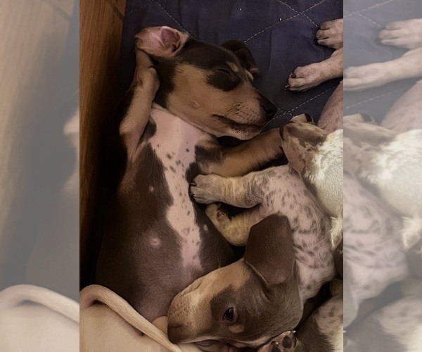 Medium Photo #16 Dachshund Puppy For Sale in LAKEBAY, WA, USA