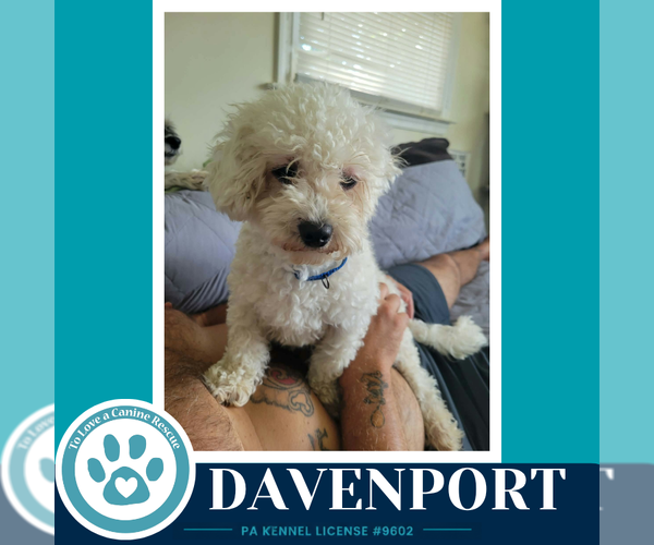 Medium Photo #3 Maltipoo (Miniature) Puppy For Sale in Kimberton, PA, USA