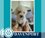 Small #2 Maltipoo (Miniature)